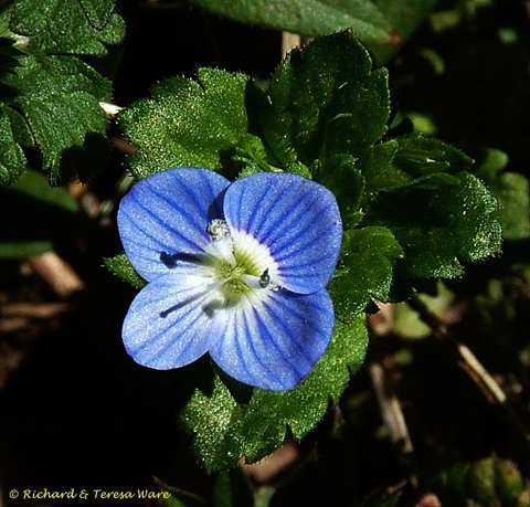 {Veronica persica}